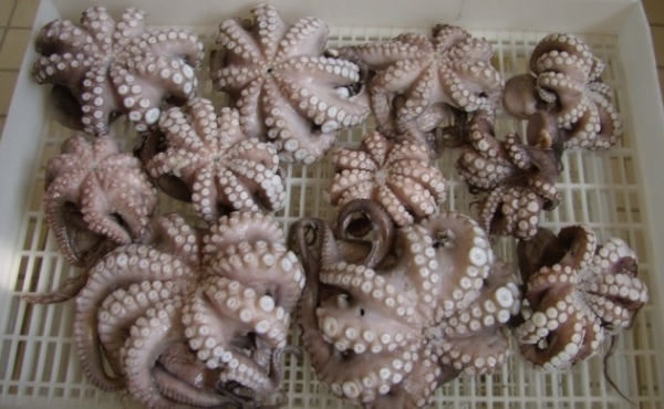 Attrezzature per pescheria: quali soluzioni scegliere?